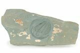 Lower Cambrian Trilobite (Termierella) - Issafen, Morocco #234552-1